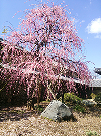 天昌山光源寺